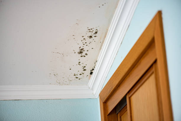 Best Attic Mold Removal  in Grill, PA