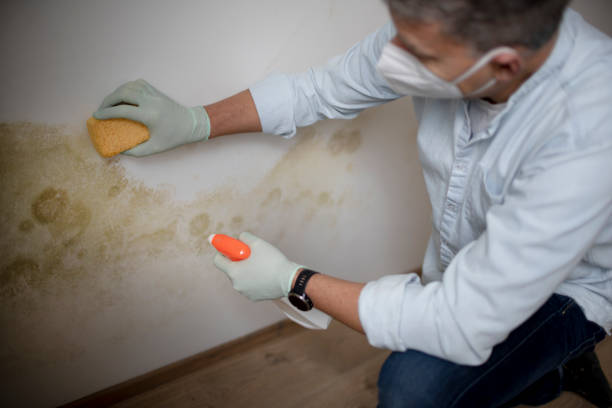 Best Mold Remediation  in Grill, PA