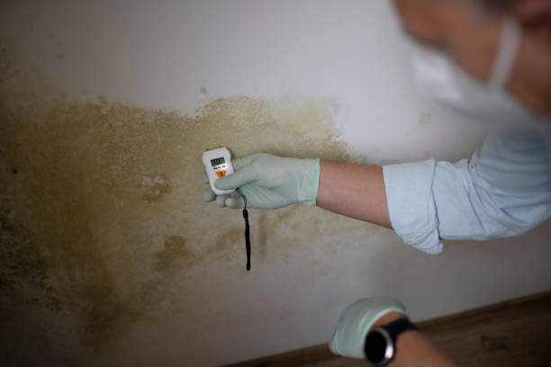 Attic Mold Removal in Grill, PA