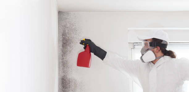 Best Affordable Mold Removal  in Grill, PA