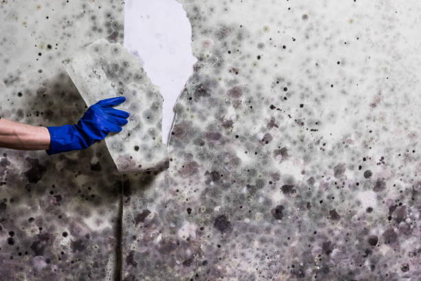 Reliable Grill, PA Mold Removal Solutions